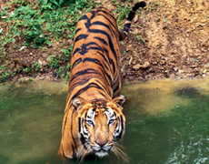 Wildlife Travel India